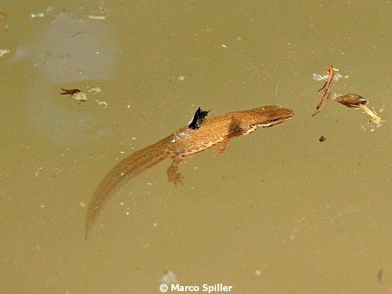 Tritone punteggiato - Lissotriton vulgaris